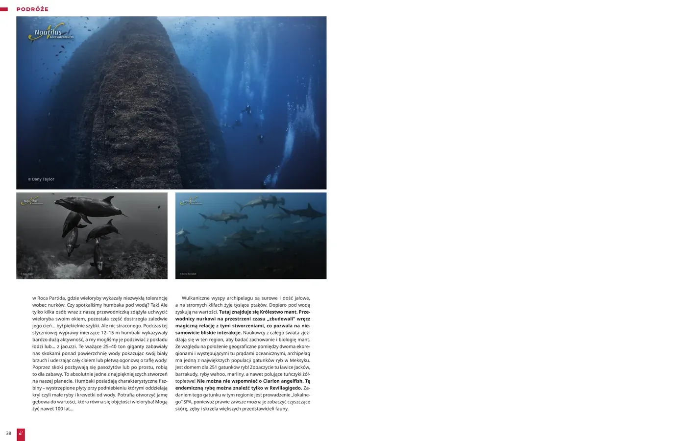 Archipelag Revillagigedo, czyli meksykańskie Galapagos: strona 4 z 4